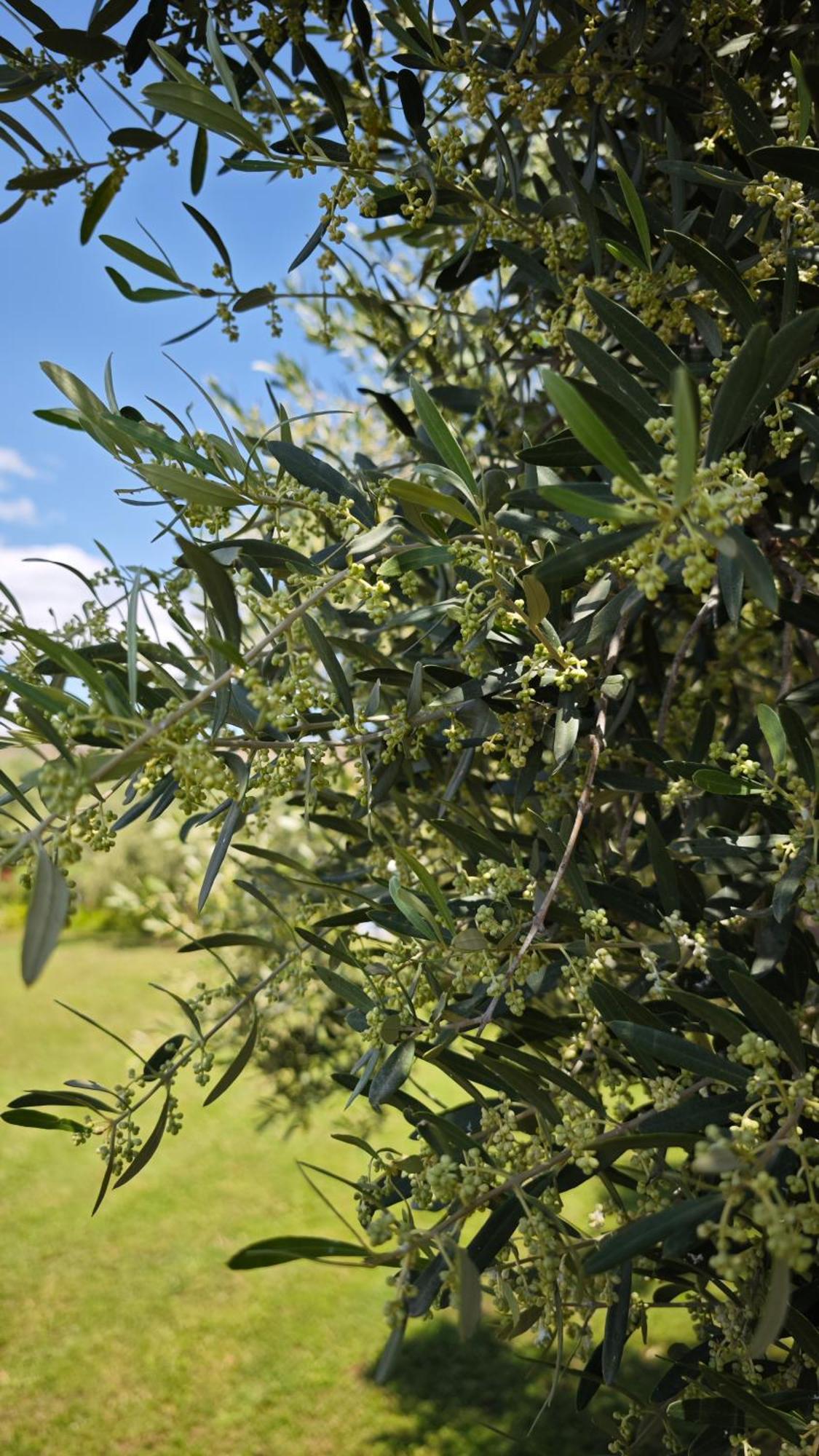 הוילה Mesimvria  Casa Dikella מראה חיצוני תמונה